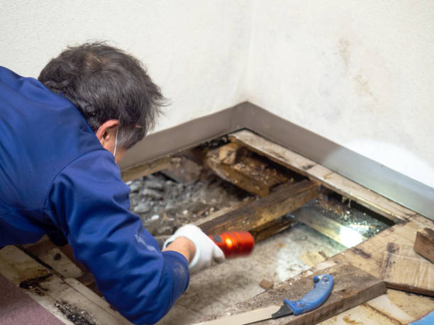Best Black Mold Removal  in Humble, TX