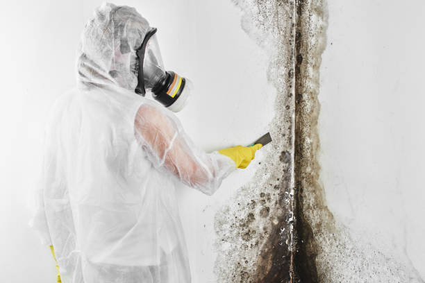 Office Mold Removal Services in Humble, TX