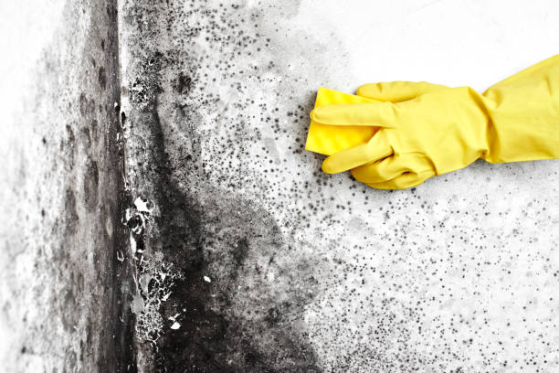 Best Professional Mold Removal  in Humble, TX