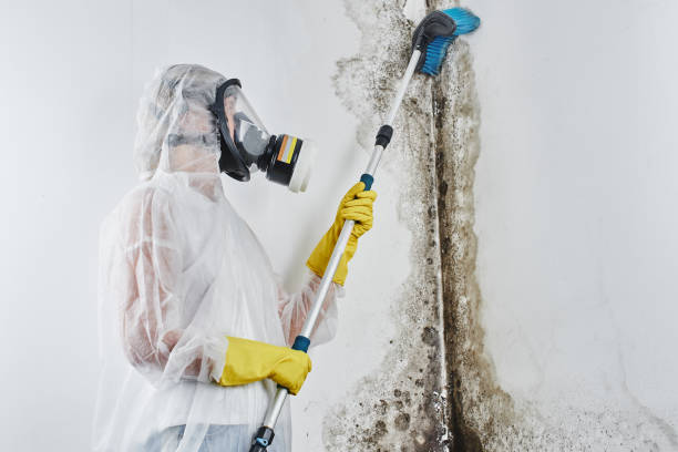 Humble, TX Mold Removal Company