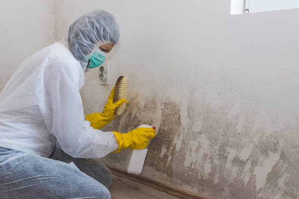 Best Mold Damage Repair  in Humble, TX