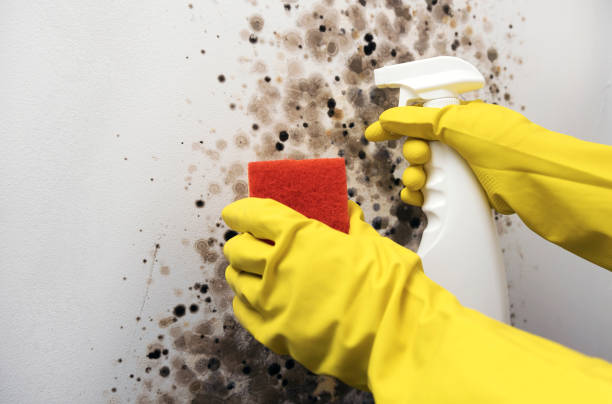 Best Local Mold Removal Service  in Humble, TX