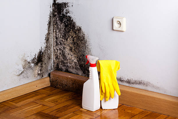 Best Mold Damage Repair  in Humble, TX