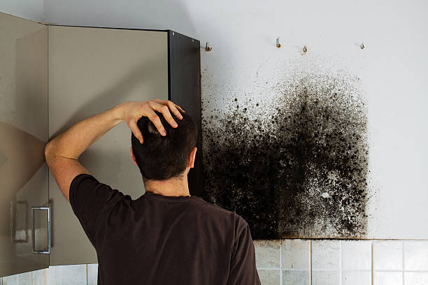 Mold Removal and Inspection in Humble, TX