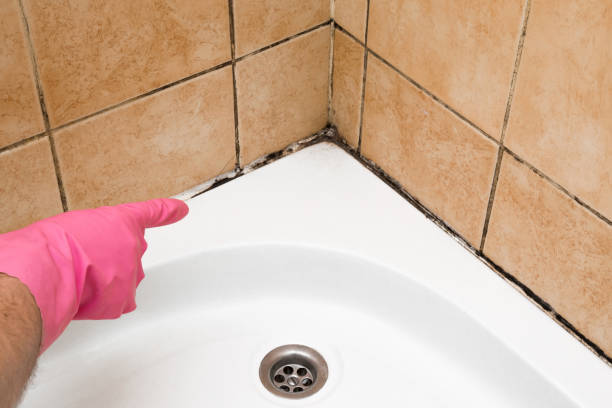 Best Fast Mold Removal  in Humble, TX